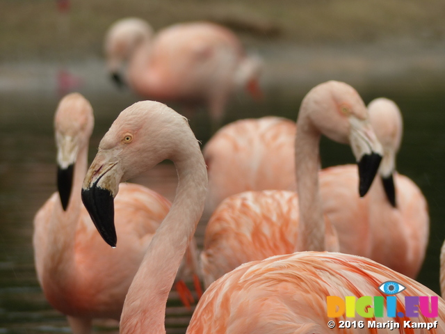 FZ029804 Chilean flamingos (Phoenicopterus chilensis)